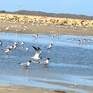 Meet your Posher, Li ling